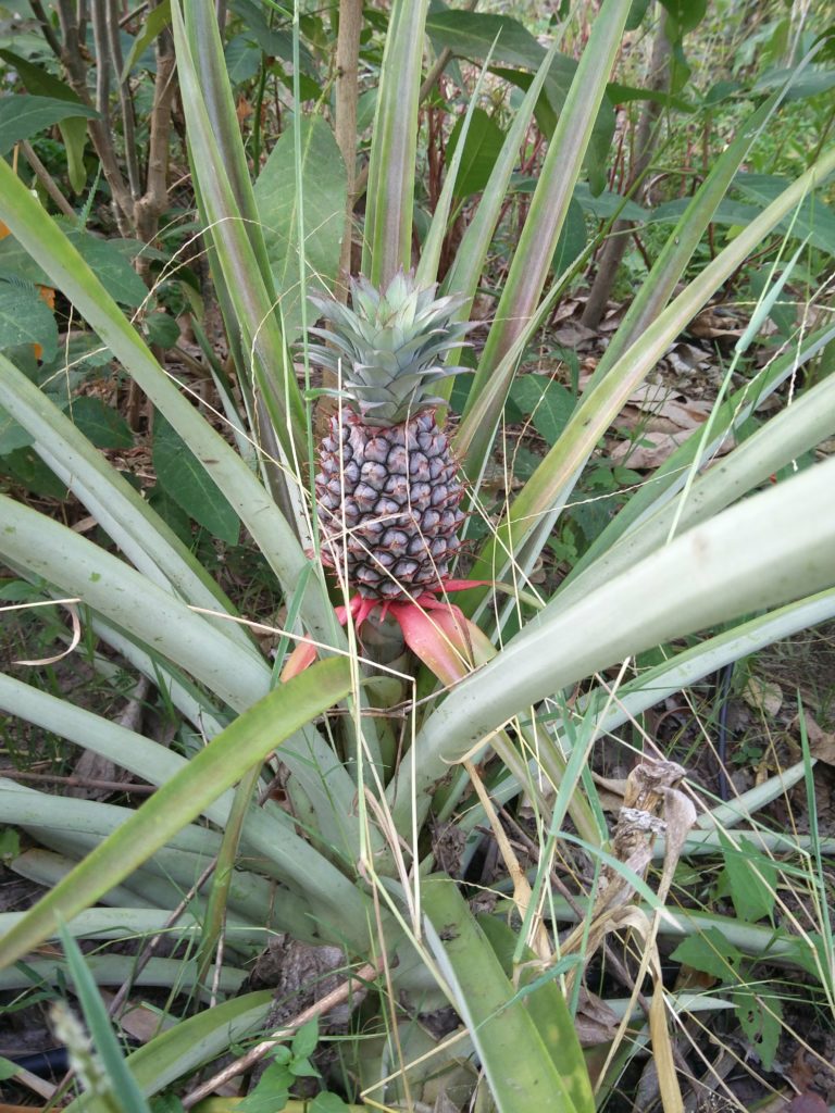 Pineapple in the Gaia Food Forest