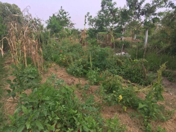 Food Garden at Gaia Ashram Ecovillage