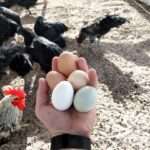 Healthy Eggs