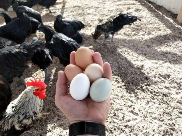 Healthy Eggs