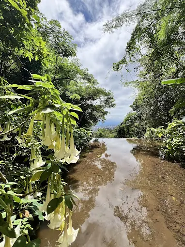 zen adventure wat palad hidden temple chiang mai zen adventure wat palad hidden temple chiang mai