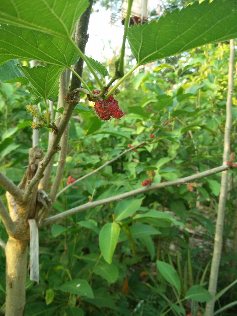 Mulberries in the Gaia Food Forest